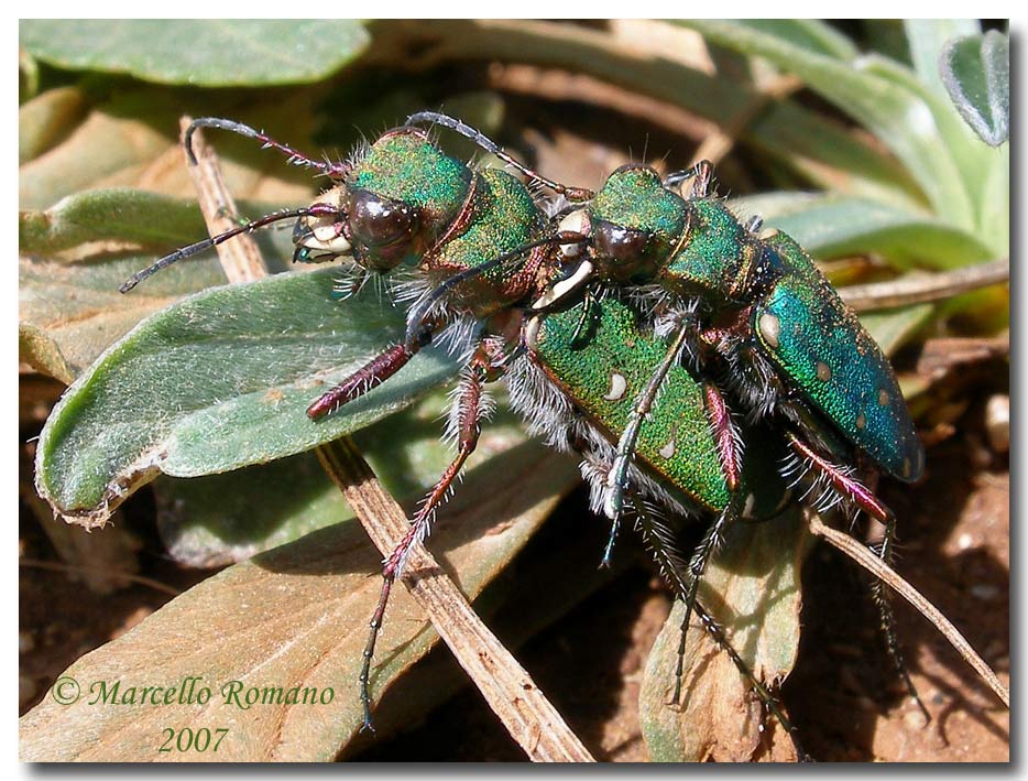 Coppia di Cicindela campestris siculorum